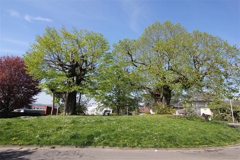 3-Linden Etagenwohnung Bad Soden